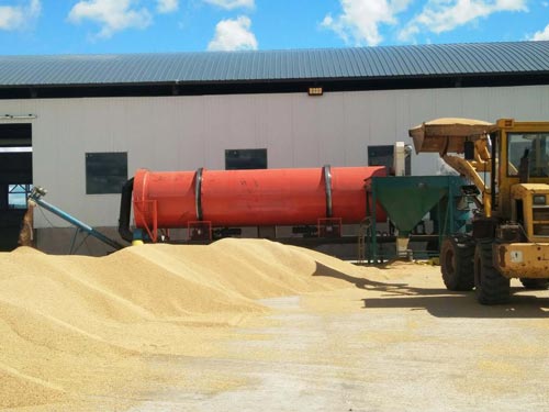 高粱烘干機烘干現場